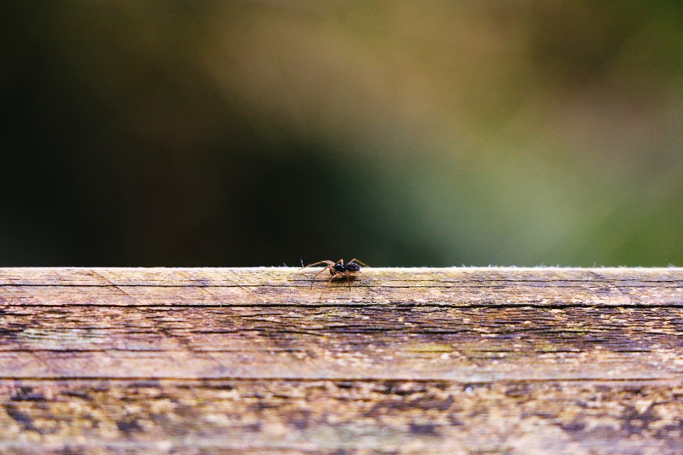 Zoom, Nature, Animals