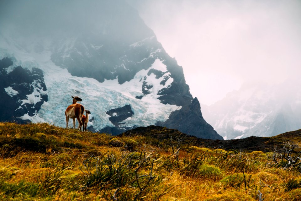 Chile, Torres del paine national park, Scape