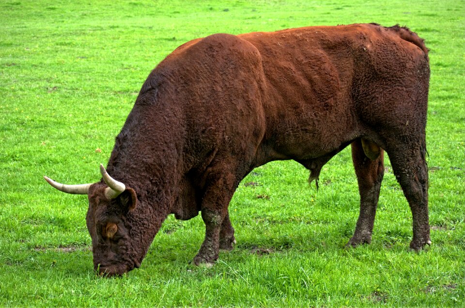 Horns agriculture grass photo