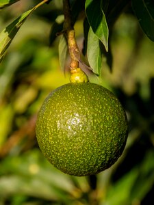 Reed health fruit