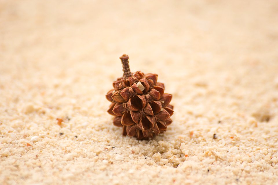 Beach, Macro, Pine