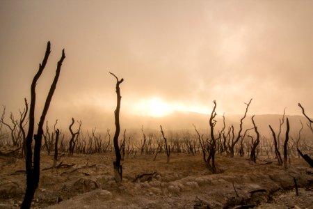 sepia photography of bare trees