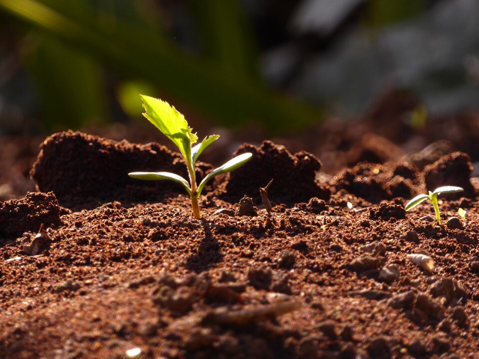 Spring young leaves earth sprout