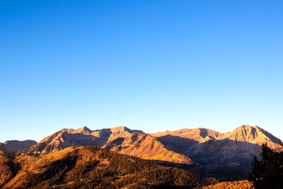 Mount timpanogos, United states, Forest