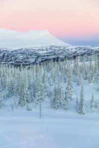 Sweden, Trees, Sunrise