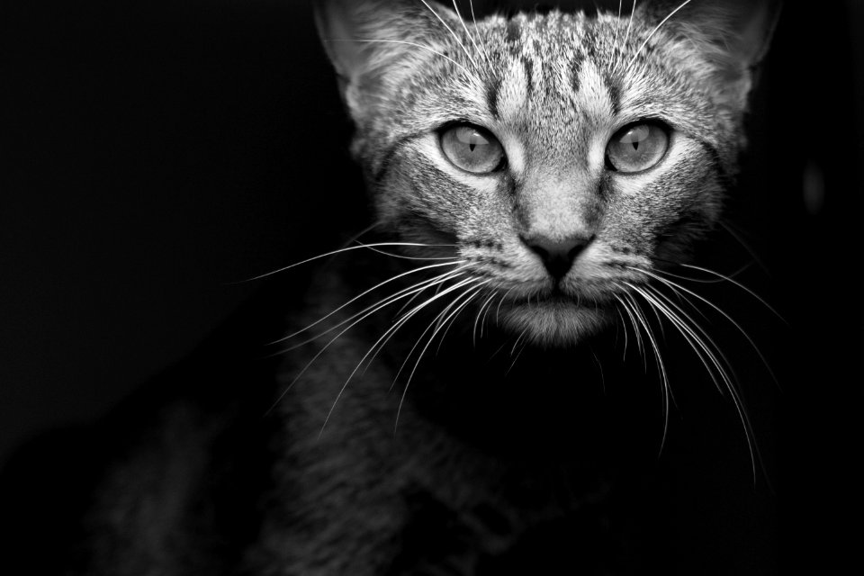 grayscale photography of tabby cat
