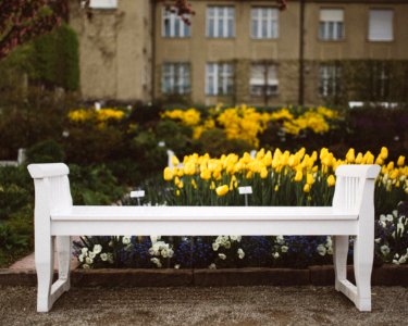 white wooden bench in front of yellow petaled flowers photo
