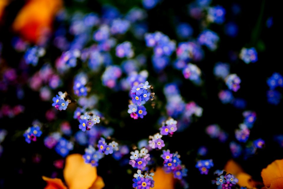 purple and pink flowers