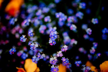 purple and pink flowers