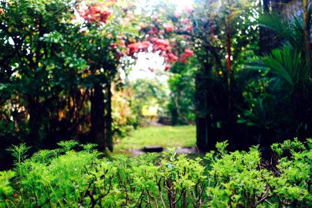 Rural, Path, Entrance