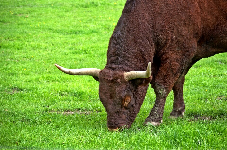 Agriculture grass eat