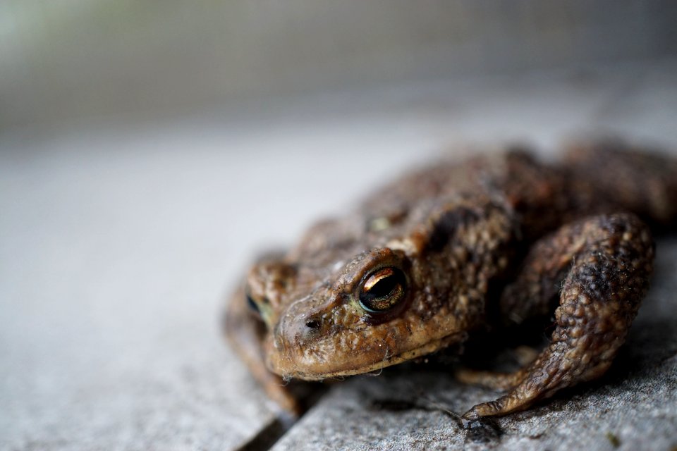 Wachtebeke, Belgium, Toad