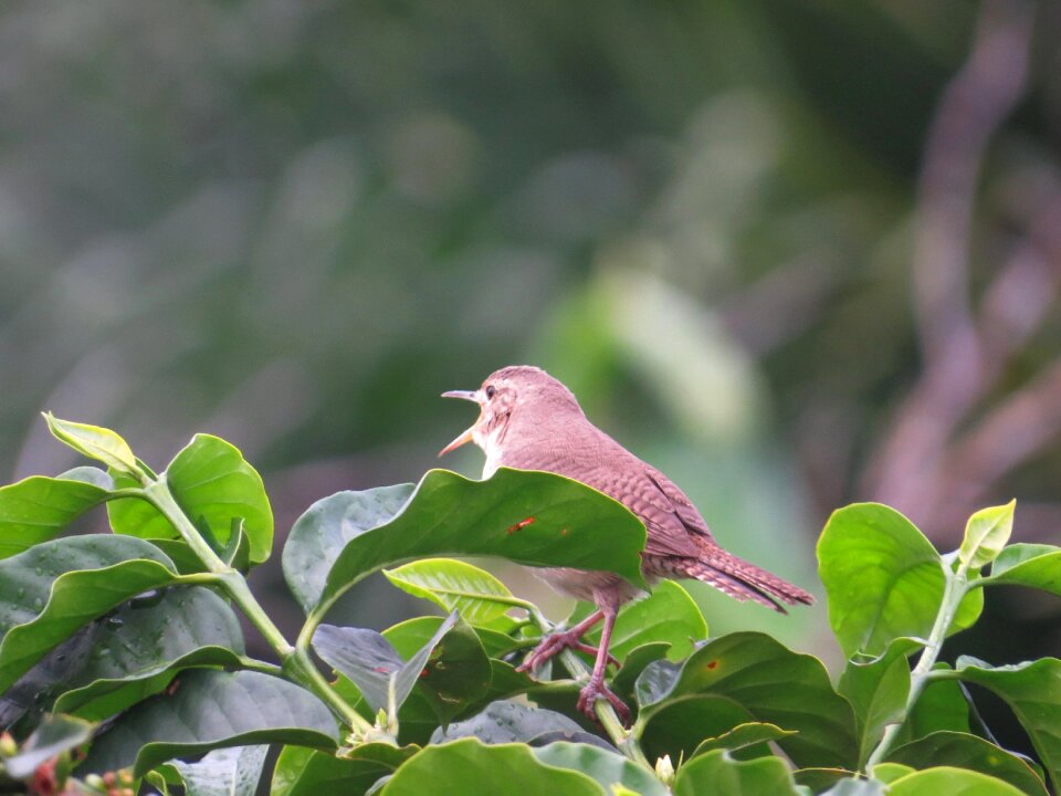 Armenia quindio colombia