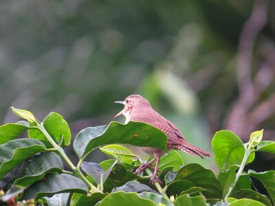 Armenia quindio colombia