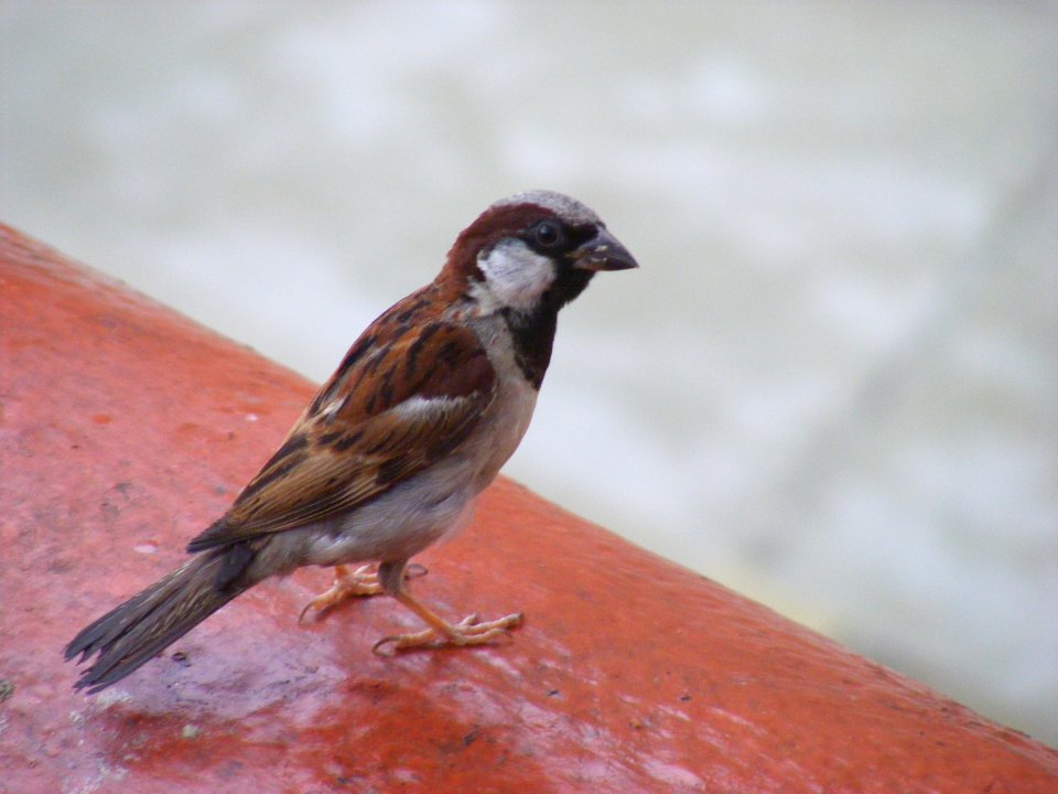 Sikkim, India, Sparrow