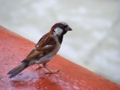 Sikkim, India, Sparrow