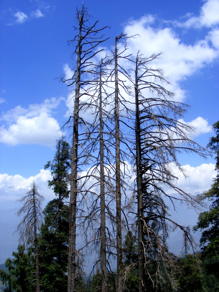 Himachal pradesh, India, Scape