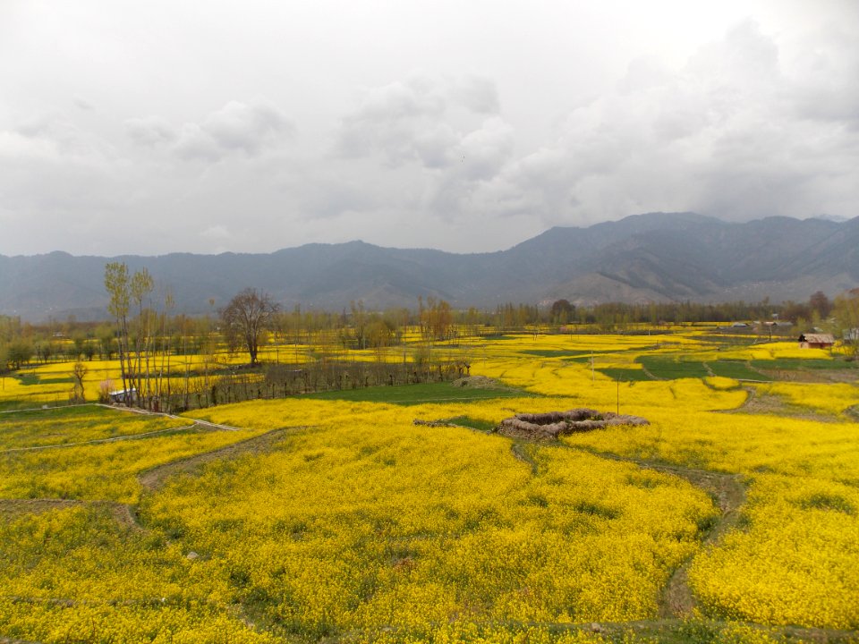 Kashmir car rental, Srinagar, India