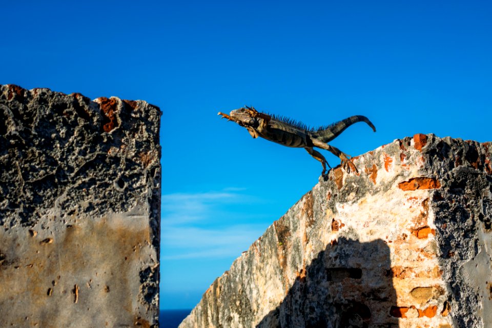 iguana about to jump on concrete wall
