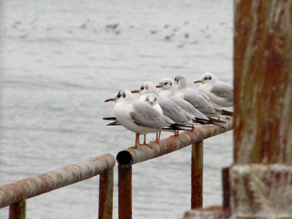 Seagull, Seagulls, Sea