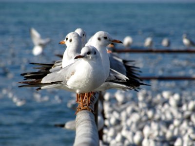 Seagull, Birds photo