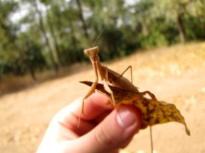 Insect, Mantis photo