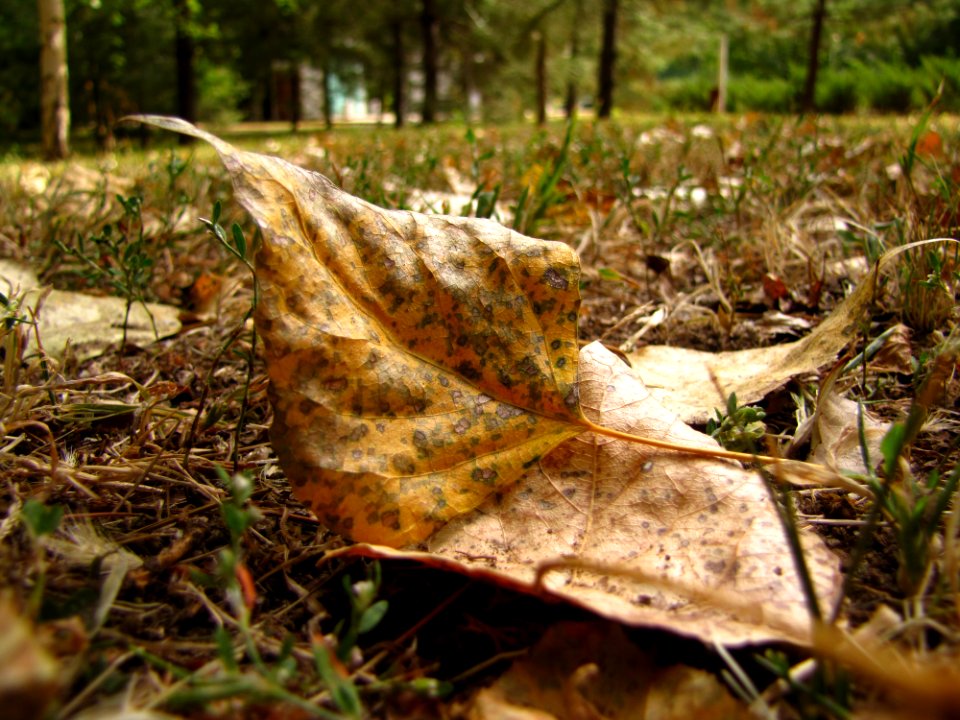 Forest, Autumn, Sheet