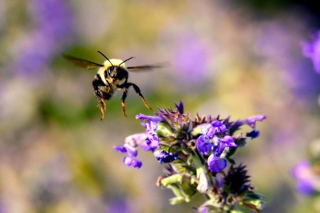 Flower, Wings, Flight