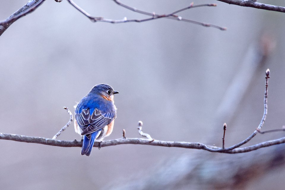 Spring, Buds, Bluebird photo