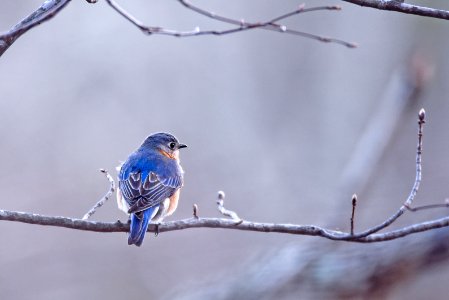 Spring, Buds, Bluebird