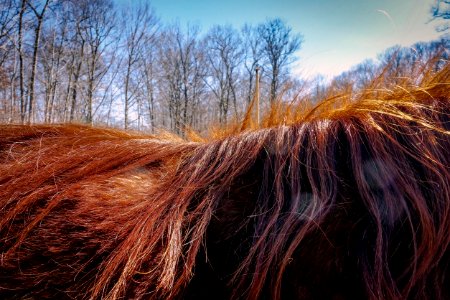 Scape, Horse, Trees