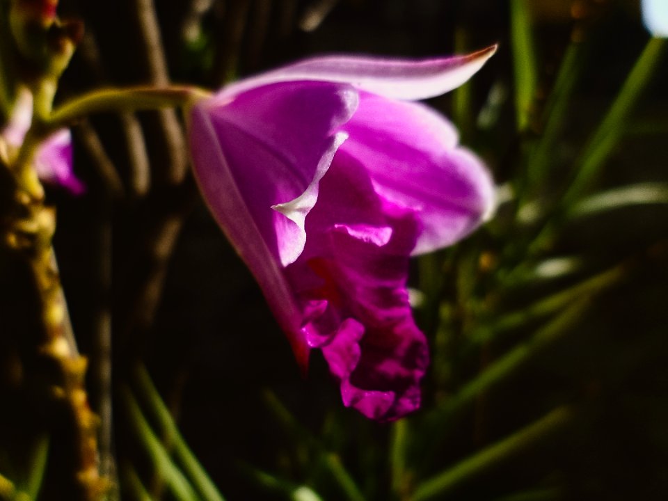 Natural, Green, Amor