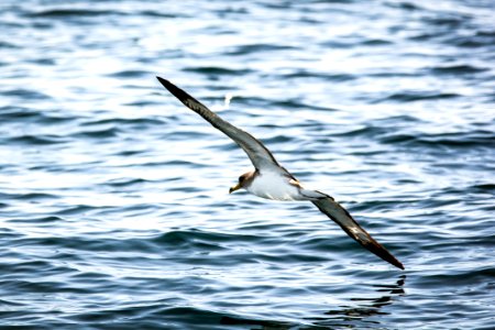 flying bird over body of water photo