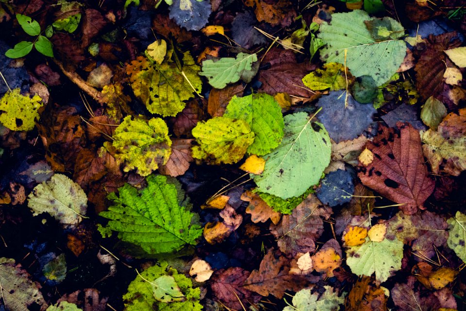 Autumn, Forest, Leaves