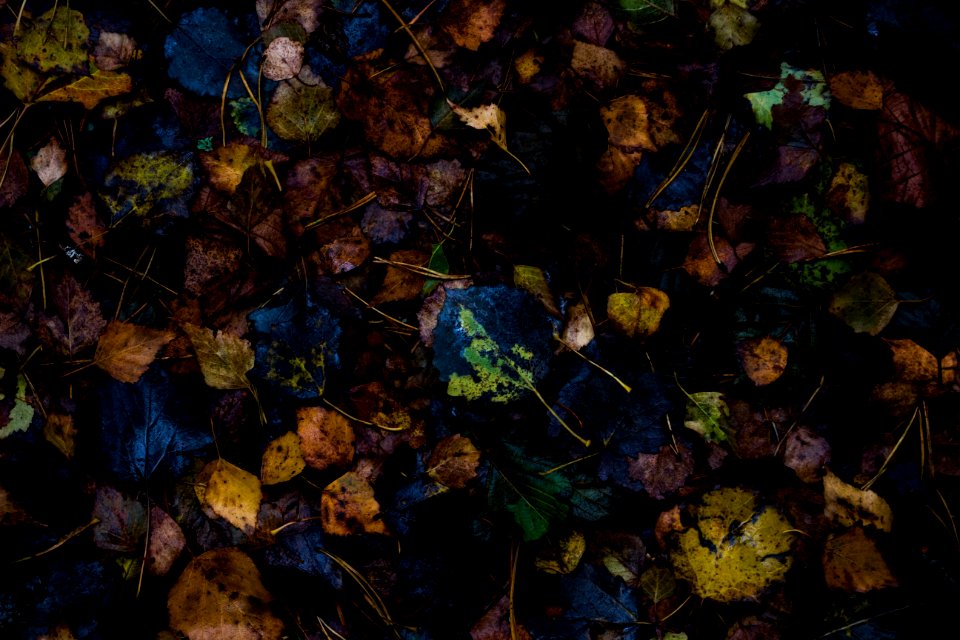 Autumn, Forest, Leaves