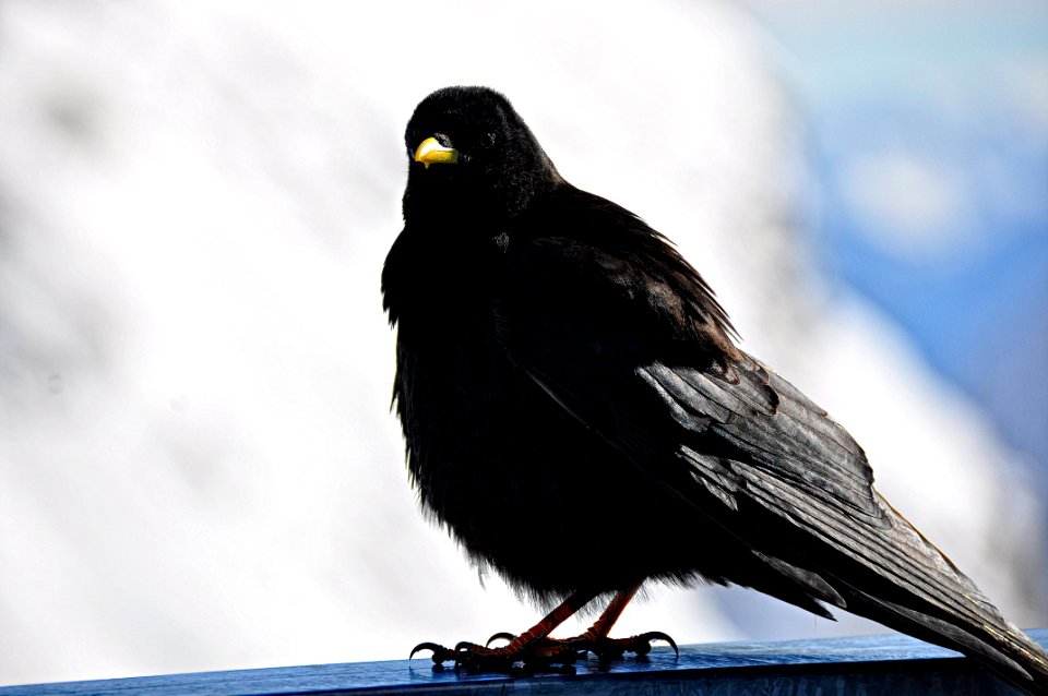 Austria, Hoher dachstein, Animal