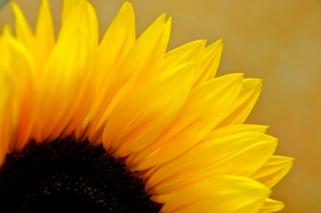 Macro, Flower, Sunflower photo