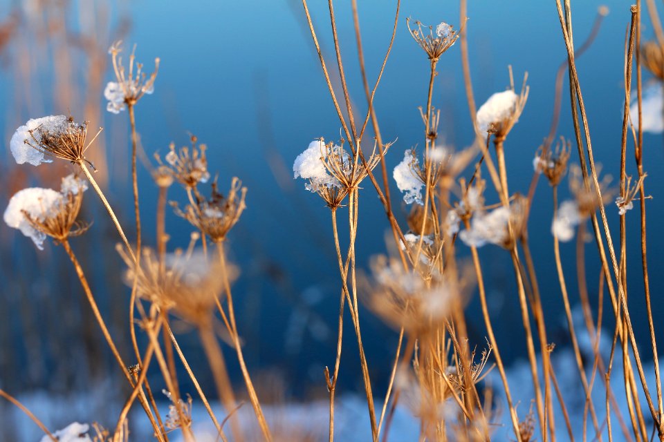Bregenz, Austria, Flower