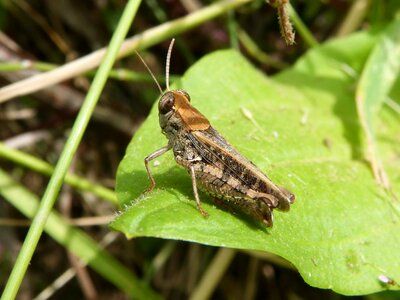 Insect tiny orthopteron photo