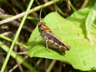 Insect tiny orthopteron