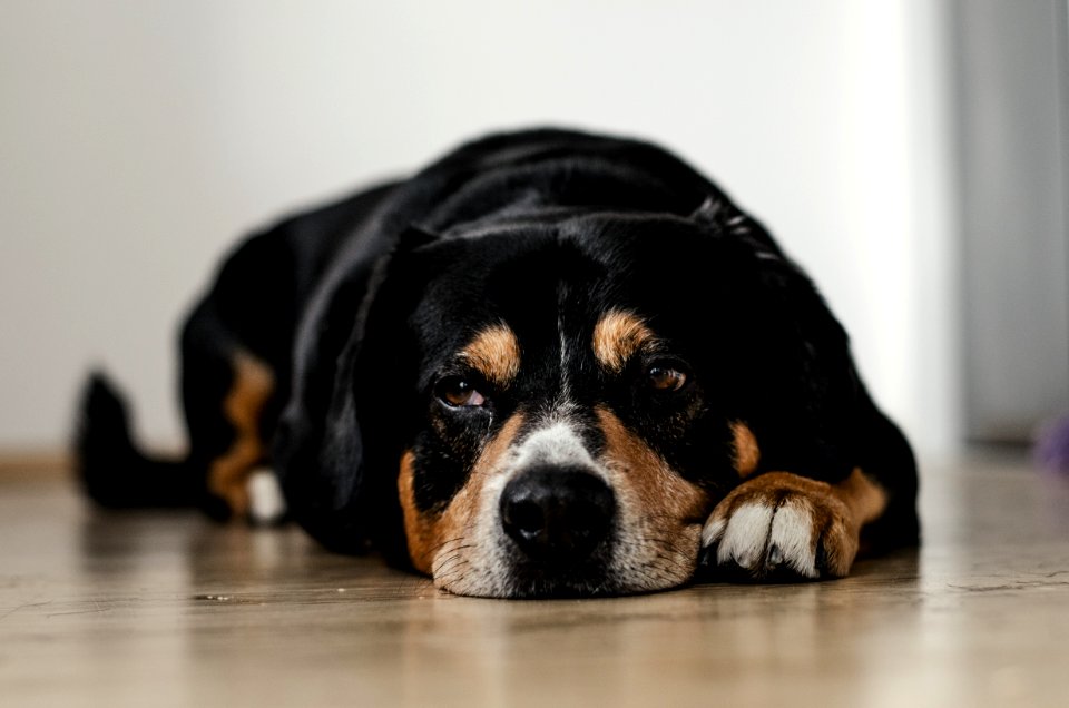short-coated black and brown dog lying down on brown surface