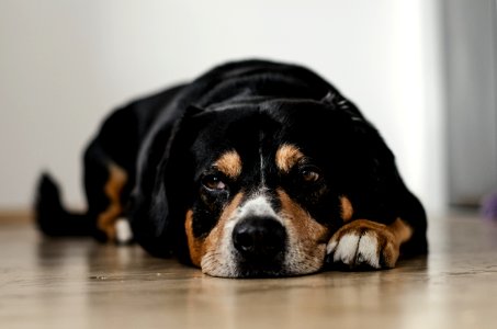 short-coated black and brown dog lying down on brown surface photo
