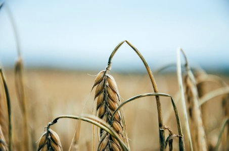 close-up photography of brown wheat