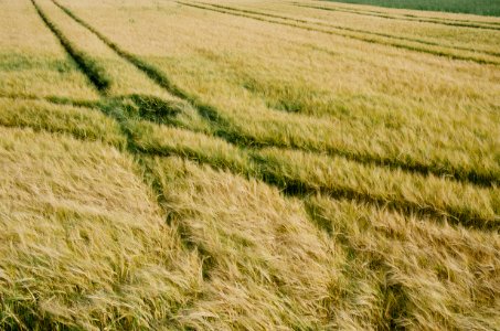 green grass field with car tracks photo