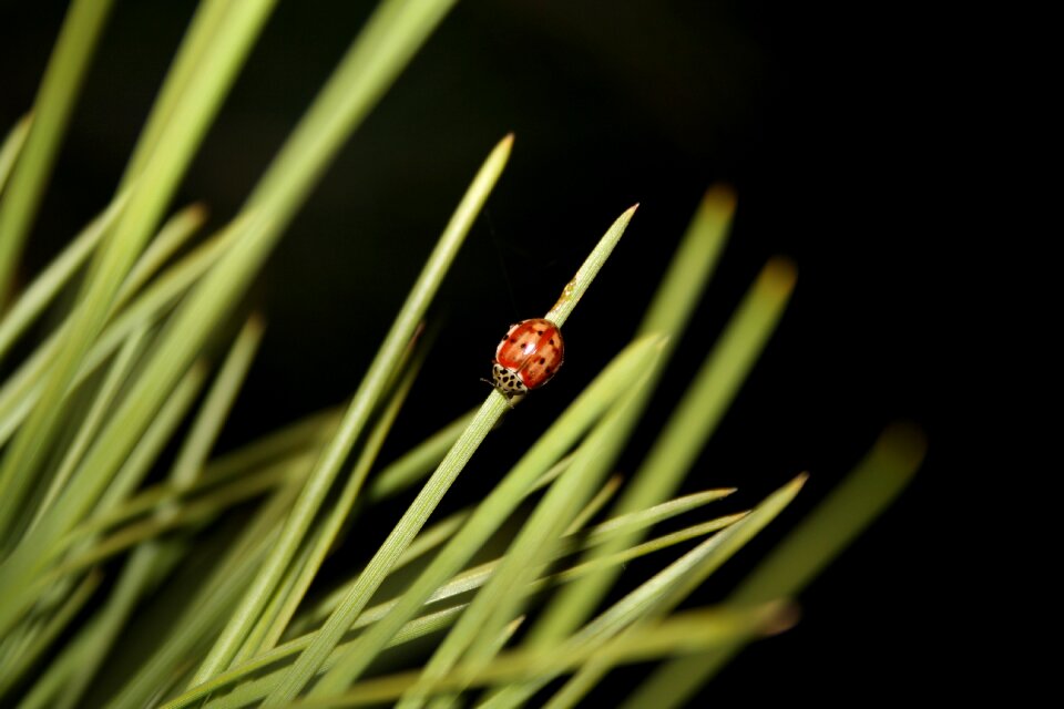 Ladybug nature insect