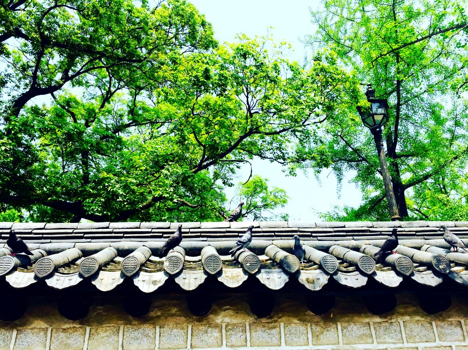 Jeonjusi, South korea