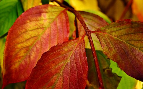 Nature tree leaf photo