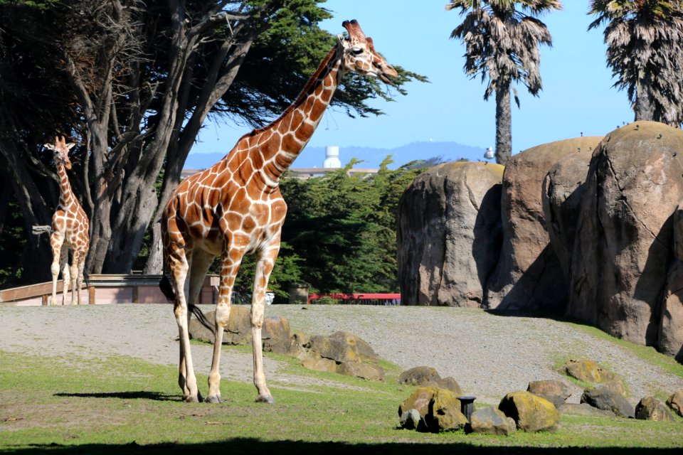 San francisco, San francisco zoo, United states