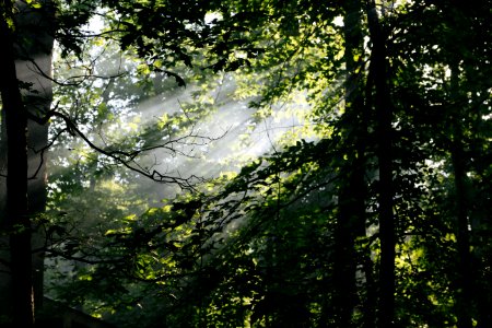 Mammoth cave, United states, Sunrise