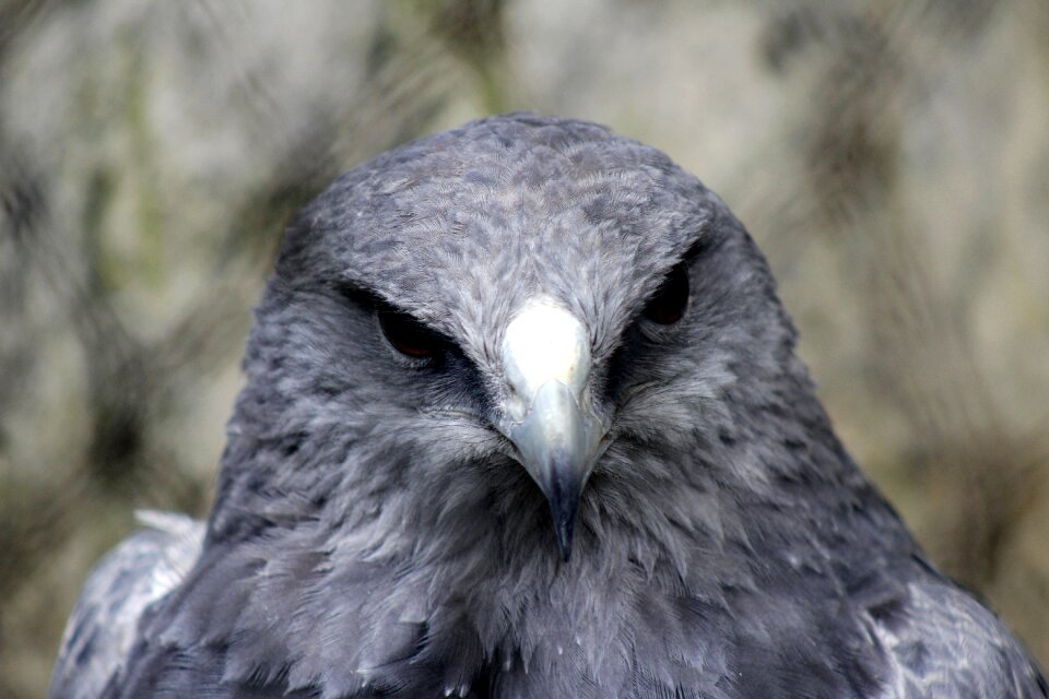 Bird peak nature